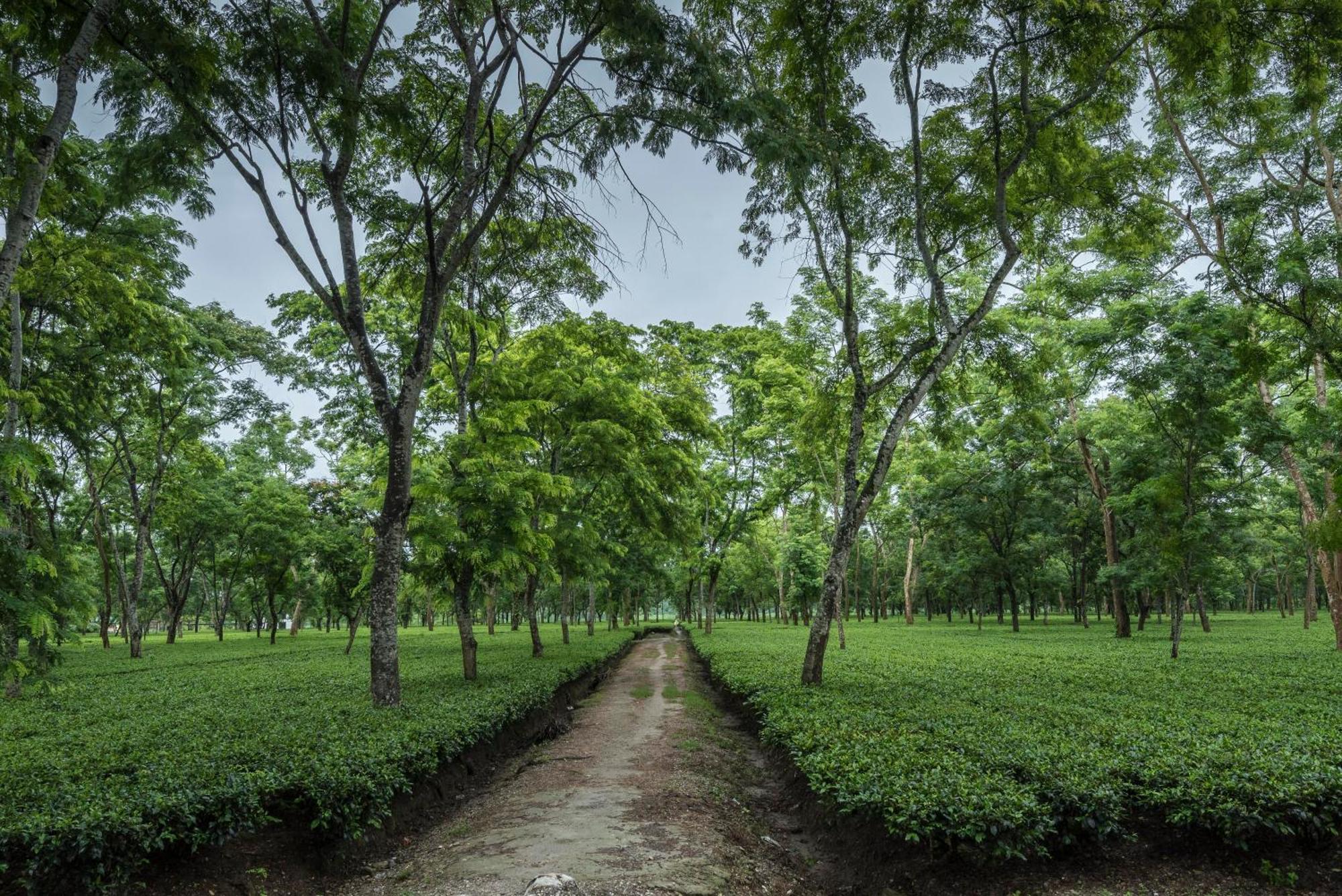 Hotel Tusker Tea County à Chālsa Extérieur photo
