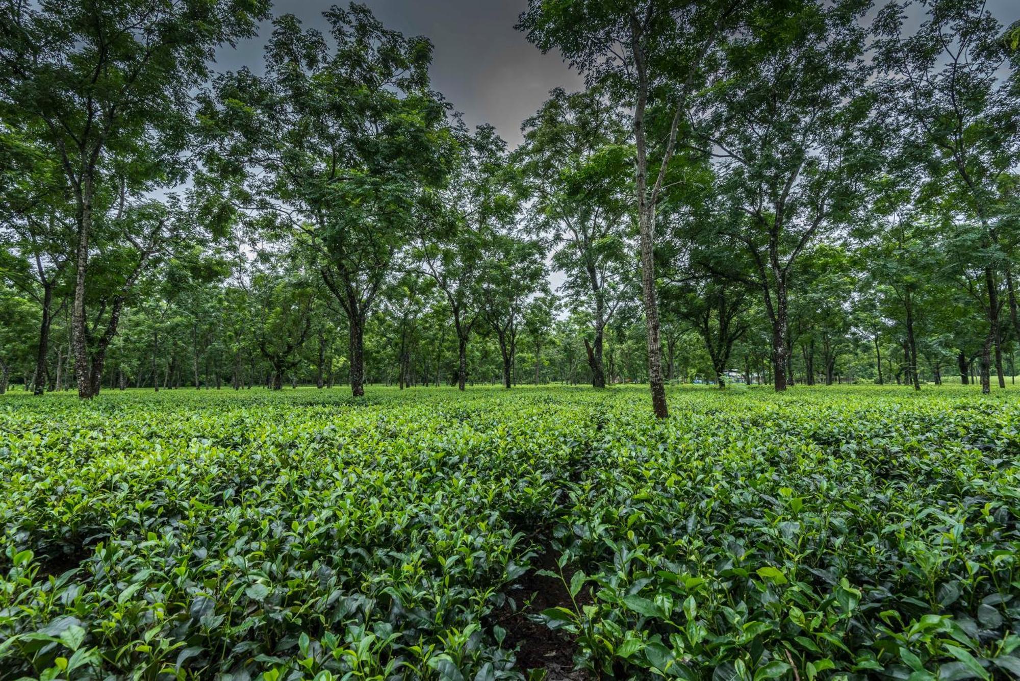 Hotel Tusker Tea County à Chālsa Extérieur photo
